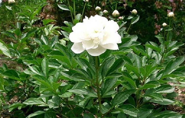 Bạch Thược (Paeonia lactiflora P.)